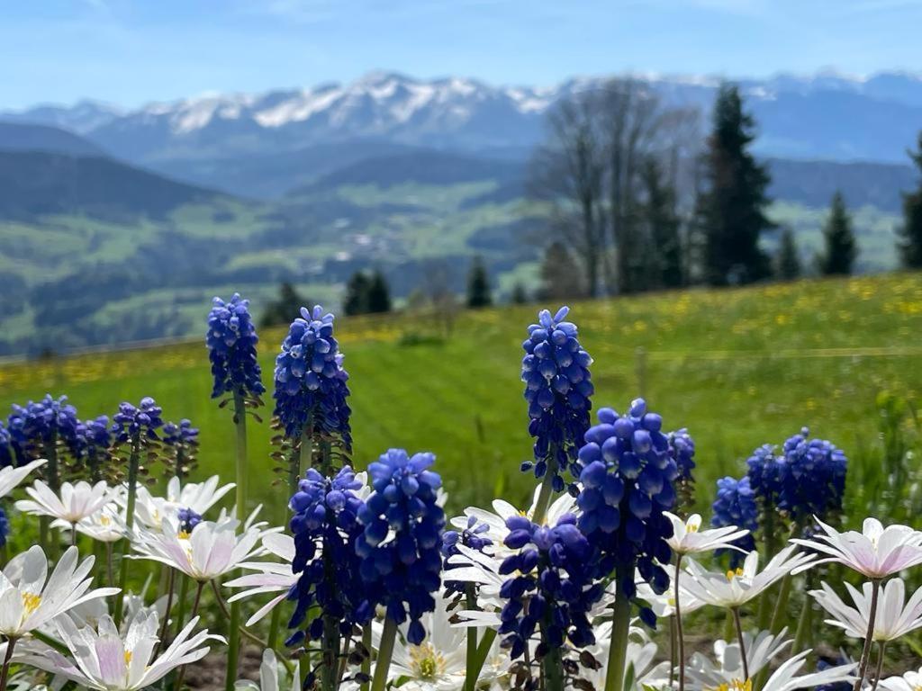 Fruehstueckspension Bilgeri Sulzberg  Esterno foto